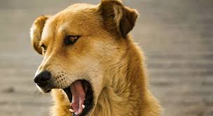 Mi Perro Hace Ruidos Raros Como Si Se Ahogara 2022 Que Le Pasa