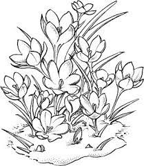 crocus n 9 in 2021 flower drawing drawings embroidery patterns coloriage clipart famille