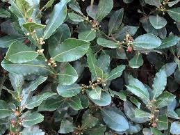 Maybe you would like to learn more about one of these? You Can Grow Your Own Bay Laurel And Now S A Great Time To Plant One