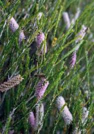 Image result for Melaleuca hamulosa