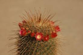 Image result for Rhynchosia baumii