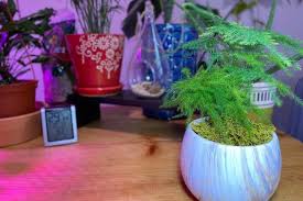 If you live in an area with the right growing environment you can when growing indoors, at the very least you will need to pay for grow lights and containers to grow your plants in. Easiest Indoor Plants To Grow From Seed Indoor Plants For Beginners
