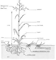 Image result for Teramnus repens