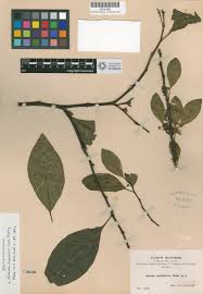 Image result for Solanum cyaneopurpureum