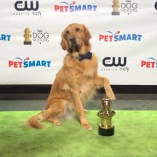 Milo ventimiglia, amanda seyfried, gary cole, kathy baker, ryan kiera armstrong, martin donovan and the voice of kevin costner connect with the art of racing in the rain online. Art Of Racing Movie Theartofracing Twitter