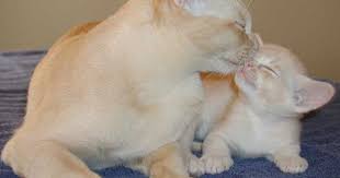 Cream Burmese Cat Google Search Burmese Cat Burmese Kittens Cats