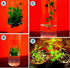 Image result for Hoslundia