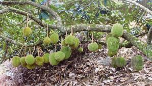 Manfaat biji durian ternyata cukup tinggi bagi kesehatan dan keperluan berbagai jenis makanan lainnya. Peniaga Serbu Dusun