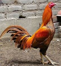 Ya sebenarnya ayam ini termasuk dari jenis burung. 170 Ide Ayam Ayam Ayam Jantan Ayam Thailand