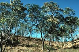 Image result for Cordia alliodora