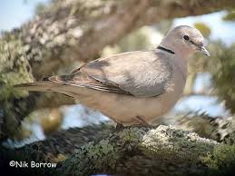 Small Brown Bird With White Ring Around Neck Birdquest The Ultimate In Birding Tours Bird Life List Bird Mourning Dove