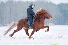 Aktuell stehen viele pferde zum verkauf! Islandpferde Holterhof Islandpferde Hoelterhof