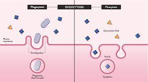 Exocytosis, on the other hand, is described as the process of fusing vesicles with the plasma membrane to release their contents to the external environment of the cell. Endocytosis And Exocytosis Differences And Similarities Technology Networks
