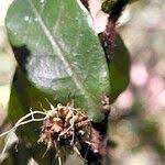 Image result for Trichocladus