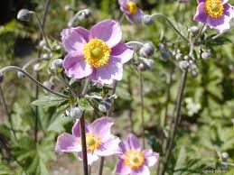 Anemone Hupehensis Lemoine Zawilec Japonski Plants Perennials Flower Garden