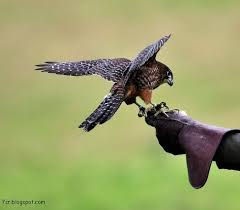 صور صقر خلفيات صقور hd وبعض المعلومات عن الصقور hobbies and interests eagle images hobbies that make money