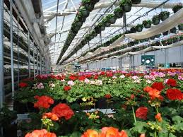 Featuring same day flower delivery to ashland. Ashland Greenhouses 650 E Ashland Ln Ashland Or Florists Mapquest