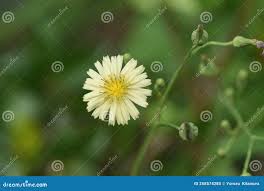 Image result for Lactuca indica