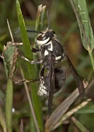 Cuisine minimaliste blanche, ponctuée par un lustre noir et placards jaunes. Le Frelon Geant Asiatique Ontario Ca