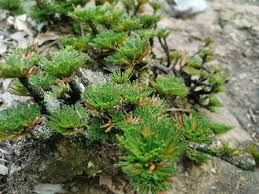 Image result for Selaginella tenerrima