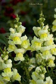 Snapdragons Snapdragon Flowers Vegetable Garden Beds Beautiful Flowers