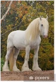 They are also known as draught horses or dray horses. Poster Weiss Shire Draft Horse Portrait In Autumn Pixers Wir Leben Um Zu Verandern