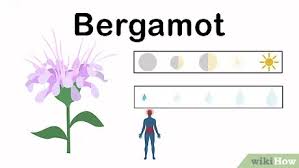 We did not find results for: How To Grow An Herbal Tea Garden With Pictures Wikihow
