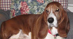 Check spelling or type a new query. Home Brood Basset Hound Rescue Of Old Dominion