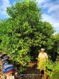 Image result for Mimusops elengi