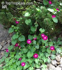 Image result for Ipomoea marginata