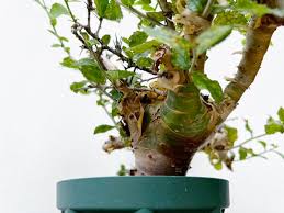 Image result for Commiphora kua