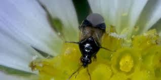 If you find fungus gnats in your home, don't stress yourself out. How To Spot Minute Pirate Bugs In Your Yard Better Homes Gardens