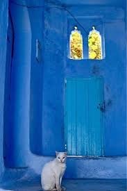 White Cat And The Blue Door Chaouen Morocco White Cat Blue Door Doors