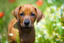 Rhodesian ridgeback in not e.v. Rhodesian Ridgeback Welpen Rhodesianridgeback De