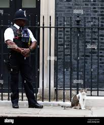 Londra, Inghilterra, Regno Unito. 17 agosto 2021. Il gatto Larry dell'ufficio  del primo ministro britannico è visto fuori 10 Downing Street. (Credit  Image: © Tayfun Salci/ZUMA Press Wire Foto stock