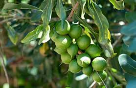 Image result for Macadamia aff. integrifolia