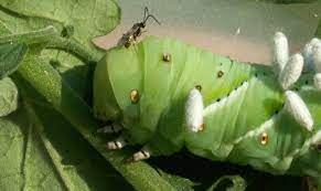 These wasp eggs are a tomato worm parasite. How Baby Wasps Can Save Your Tomatoes