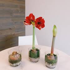 There may be several flower stalks that bloom in succession, so the show may last for many weeks. Amaryllis How Much Water Do I Add To A Giant Amaryllis In A Bloomaker Vase Bloomaker Usa