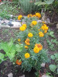 Nama rebusan akarnya diminum untuk mengubati bakteria berbahaya seperti escherlchla q bunga tahi ayam mungkin berasal daripada sakit gigi. Tanamsendiri Com Grow Your Own Pokok Bunga Tahi Ayam Sebagai Buddy