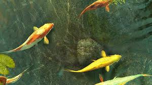 Maybe you would like to learn more about one of these? 64 Animasi Bergerak Wallpaper Ikan Hidup Gratis Cikimm Com