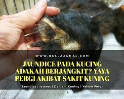 Tinggal di rumah yang penuh dengan kucing memiliki banyak keuntungan. Jaundice Pada Kucing Yaya Pergi Akibat Sakit Kuning Ini Adalah Bellarina Natasya