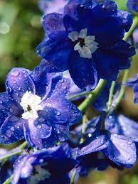 Flower Garden Designs Three Season Flower Bed Flower Garden Design Delphinium Flowers Flower Garden