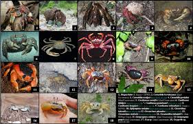 Soft shell crabs come in different sizes. Key To The Land Crab Species Discussed In This Report Download Scientific Diagram