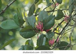Image result for Tapinanthus forbesii