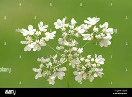 Image result for Coriandrum sativum