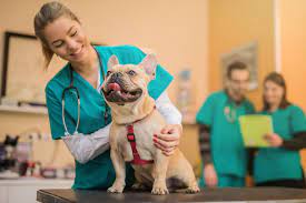 Check spelling or type a new query. How To Apply To Veterinary School And Become A Veterinarian Best Graduate Schools Us News