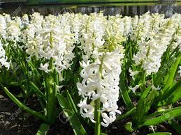 Types of white flowers (with pictures and names) learn about some of the most popular and stunning white flowers that you can grow in your garden. A Field With White Flowering Hyacinth Bulbs In Spring Stock Photo Picture And Royalty Free Image Image 12957766