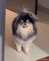 The best memes from instagram, facebook, vine, and sekitar tahun 2001, ada tentang seorang gadis remaja dengan anjing peliharaan yang disuruh menjaga rumah. Video Meanwhile Yeontan Seeing His Dad S Performance Di 2020 Anjing Binatang Hewan