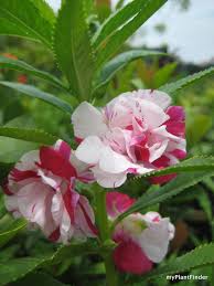 Pin On Gardening The Awesome