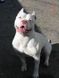 Pin On Pitbull Pups
